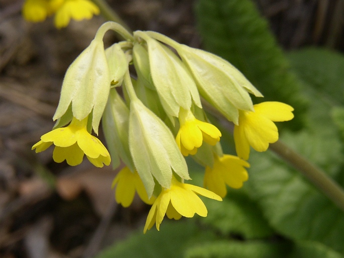 Primula veris