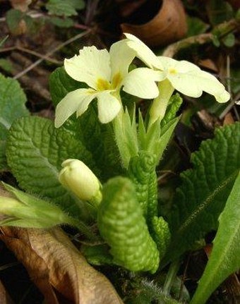 Primula vulgaris