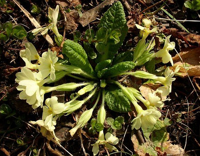 Primula vulgaris