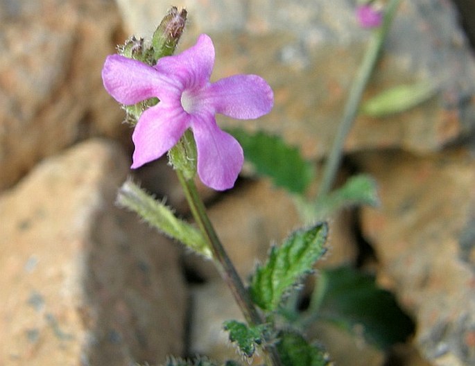 Priva socotrana