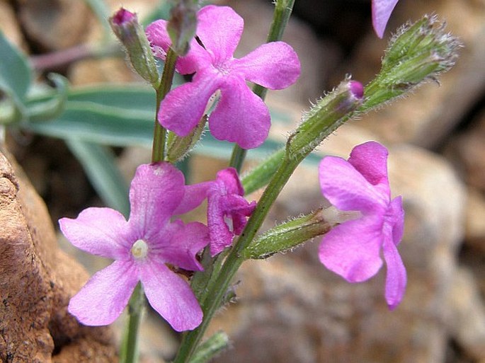 PRIVA SOCOTRANA Moldenke