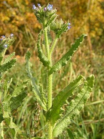 Lycopsis arvensis