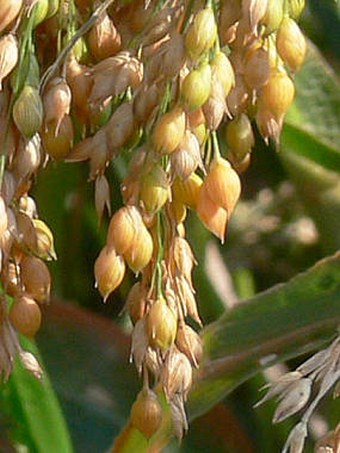 Panicum miliaceum subsp. miliaceum