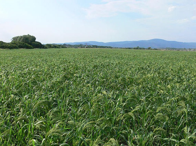 Panicum miliaceum subsp. miliaceum