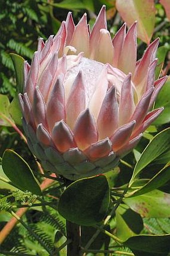 Protea cynaroides