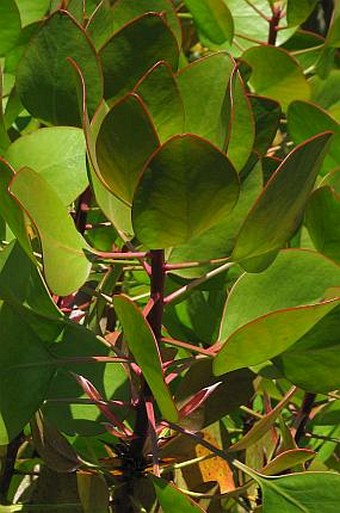 Protea cynaroides