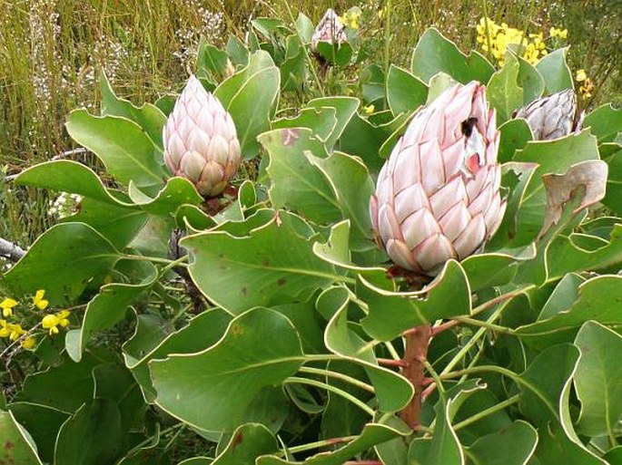 Protea cynaroides