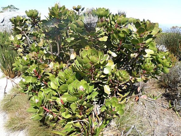 Protea cynaroides