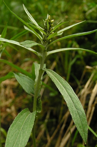 Gnaphalium norvegicum