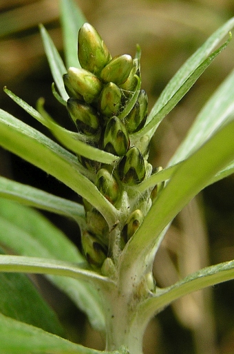 Gnaphalium norvegicum