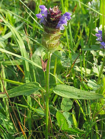 Prunella vulgaris