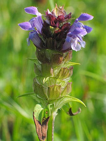 Prunella vulgaris