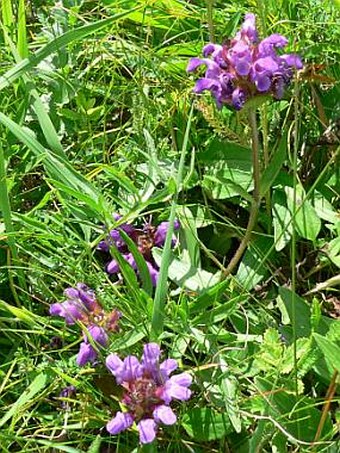 Prunella grandiflora