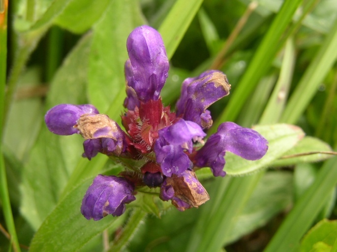 Prunella grandiflora