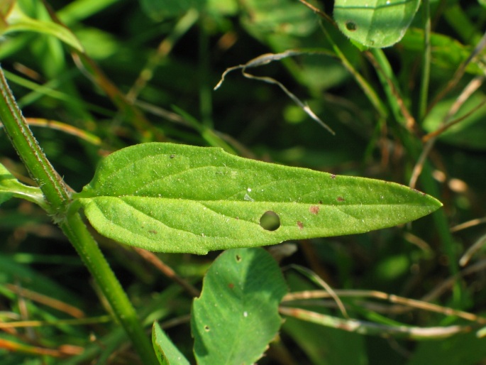 Prunella vulgaris