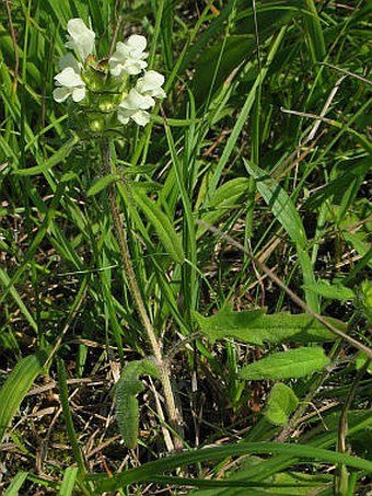 Prunella laciniata