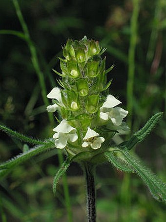 Prunella laciniata