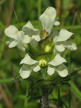 Prunella laciniata