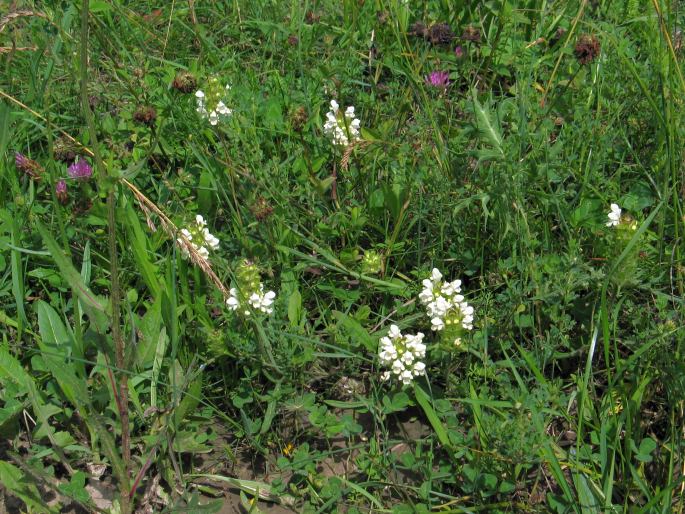 Prunella laciniata