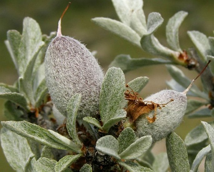 Prunus argentea