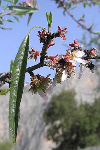 Prunus dulcis