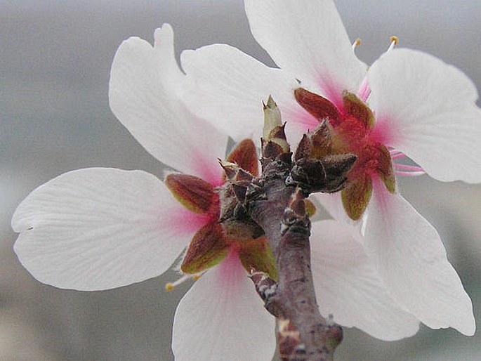 Prunus dulcis