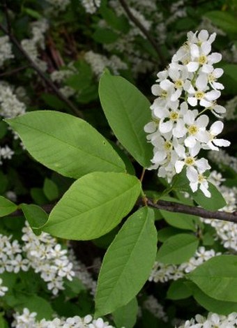 Prunus padus