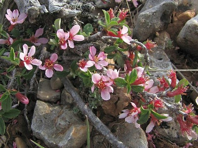 Prunus prostrata