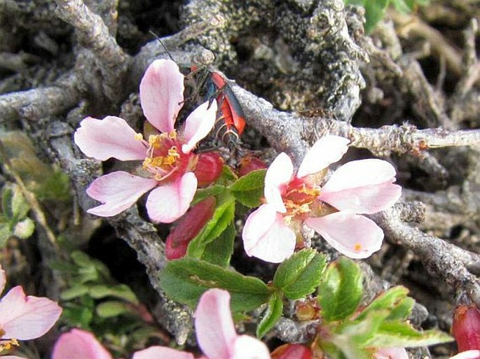 Prunus prostrata