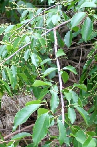 Prunus serotina