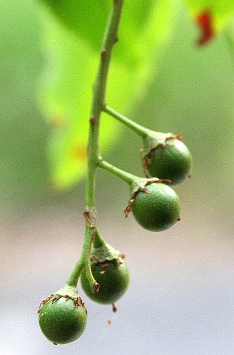 Prunus serotina