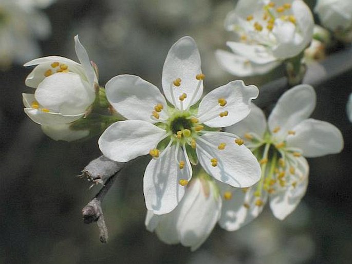 PRUNUS SPINOSA L. – trnka obecná / slivka trnková