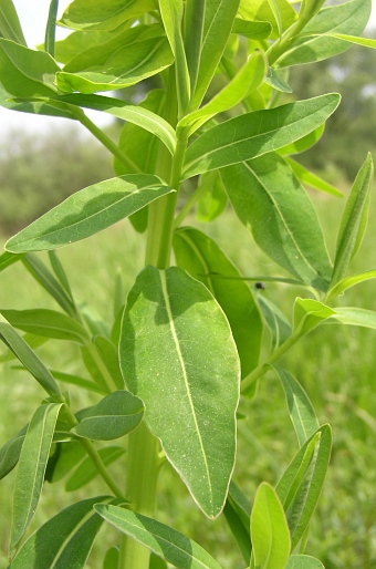 Euphorbia palustris