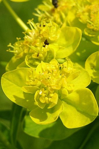 Euphorbia palustris