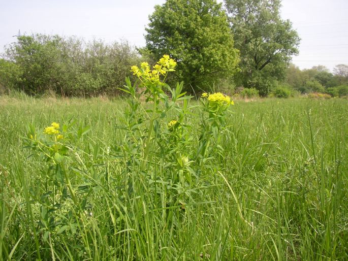 Euphorbia palustris