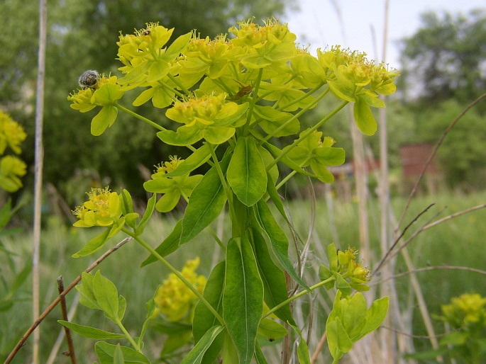 Euphorbia palustris