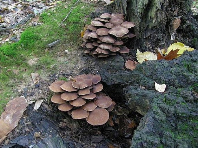 Psathyrella piluliformis