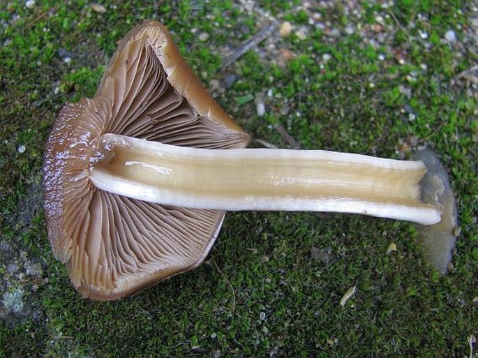 Psathyrella piluliformis