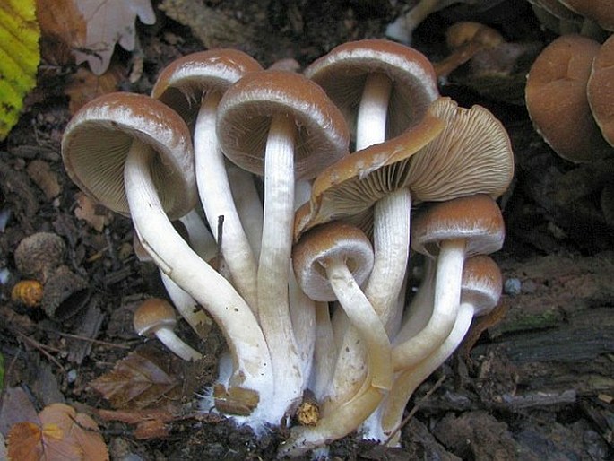 Psathyrella piluliformis