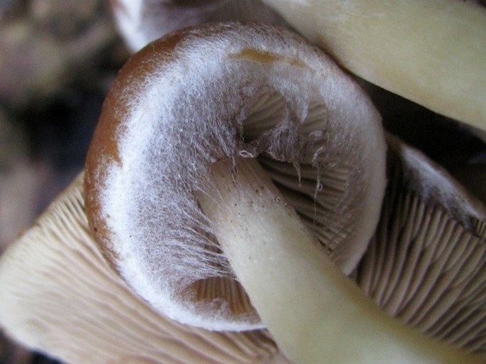 Psathyrella piluliformis