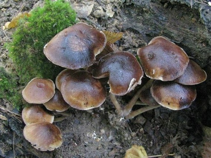 Psathyrella piluliformis