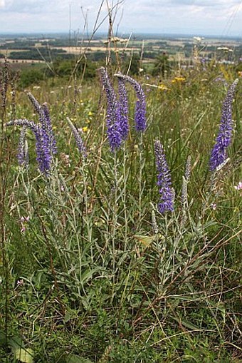 Veronica incana subsp. pallens