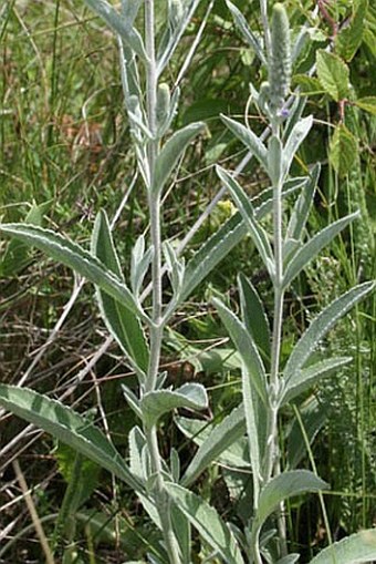 Veronica incana subsp. pallens