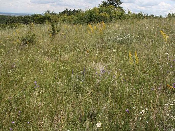 Pseudolysimachion incanum subsp. pallens