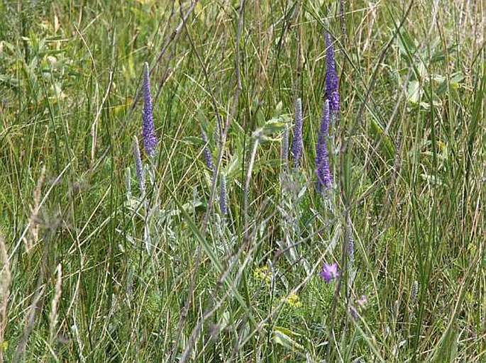 Veronica incana subsp. pallens