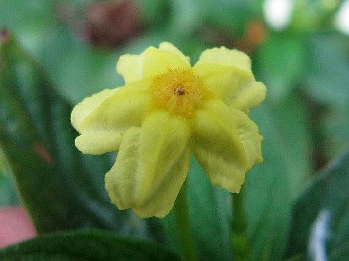 Pseudomussaenda flava