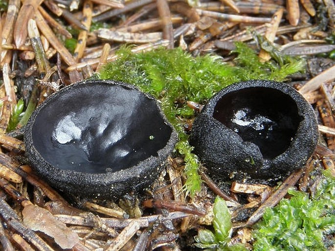 PSEUDOPLECTANIA NIGRELLA (Pers.) Fuckel - ušíčko černé / misôčka černastá