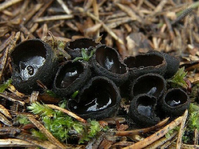 Pseudoplectania nigrella