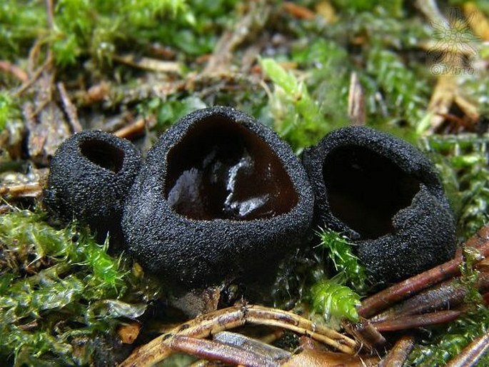 Pseudoplectania nigrella