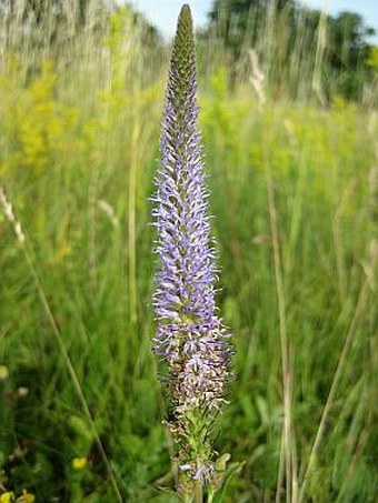 Pseudolysimachion orchideum